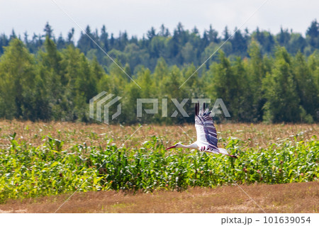 A stork flies over an agricultural cornfield. A migratory bird in the wild A stork flies over an agricultural cornfield. A migratory bird in the wild 101639054
