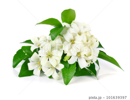 White flower, Orange Jessamine (Murraya paniculata) or China Box Tree, Andaman Satinwood 101639397