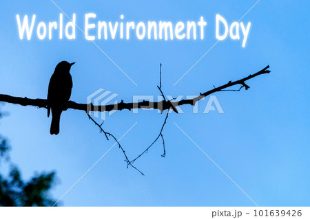 World environment day. Silhouette of a bird on the branches of a tree on a blue sky background. Space for copying text World environment day. Silhouette of a bird on the branches of a tree on a blue sky background. Space for copying text 101639426