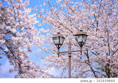 桜に囲まれた街灯 桜に囲まれた街灯 101639660