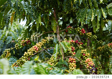 Close-up of coffee trees laden with fruit in the garden, which is the main source of income for farmers in mountainous regions and the Central Highlands provinces. 101639724