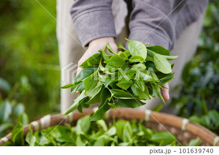 Farmer of hand caressing freshly harvested green tea buds. Green tea products are very beneficial to health and are a traditional drink of Vietnamese people Farmer of hand caressing freshly harvested green tea buds. Green tea products are very beneficial to health and are a traditional drink of Vietnamese people 101639740