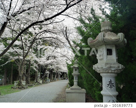山梨県 桜咲く富士御室浅間神社 4月 山梨県 桜咲く富士御室浅間神社 4月 101639773