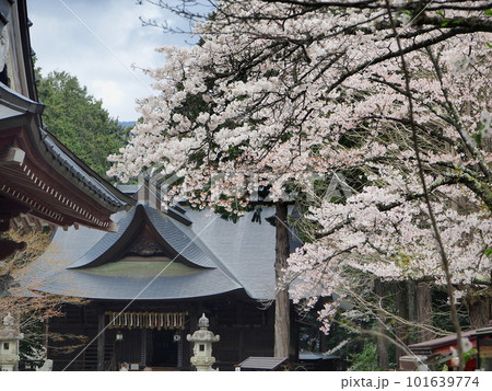 山梨県 桜咲く富士御室浅間神社 4月 山梨県 桜咲く富士御室浅間神社 4月 101639774