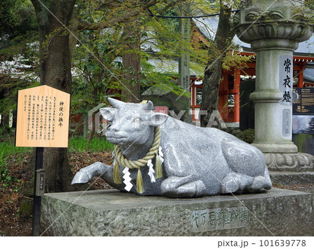 山梨県 桜咲く富士御室浅間神社 4月 山梨県 桜咲く富士御室浅間神社 4月 101639778