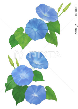 青い朝顔　2種 101640032