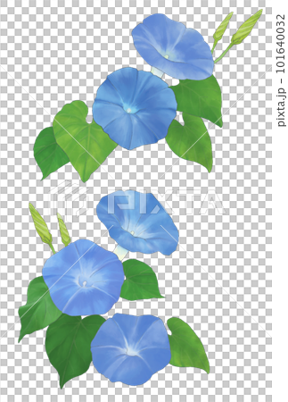 青い朝顔　2種 101640032