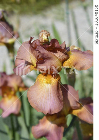 Tall bearded iris Tarn Hows Tall bearded iris Tarn Hows 101640150