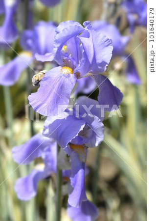 Variegated Dalmatian Iris 101640179