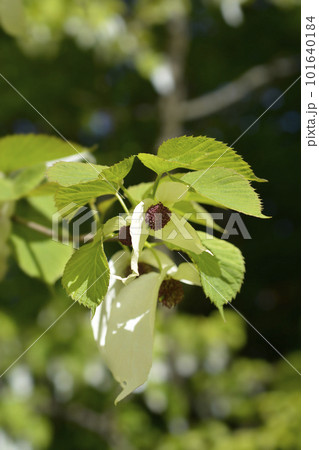 Handkerchief tree Handkerchief tree 101640184