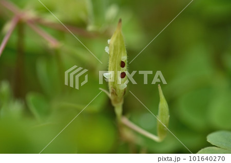 カタバミの実がはじけた 種 101640270