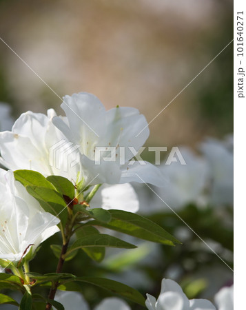 初夏・咲き誇るつつじの花 101640271