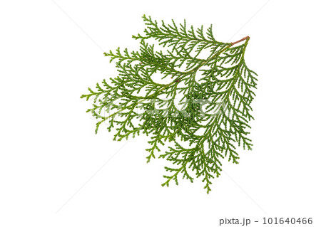ヒノキの葉 101640466