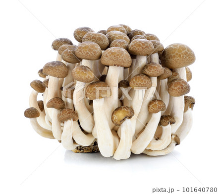 shimeji mushrooms brown varieties isolated on white background 101640780