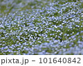 ネモフィラ蝶 101640842