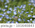 ネモフィラ蝶 101640843