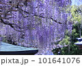 藤棚のある風景 101641076