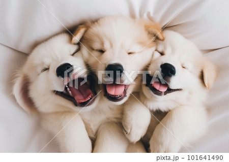 Two white puppies are sleeping on a bed. AI generative image Two white puppies are sleeping on a bed. AI generative image 101641490
