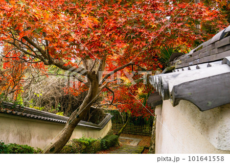 京都市西山の勝持寺の紅葉 山門から見た参道のもみじ 京都市西山の勝持寺の紅葉 山門から見た参道のもみじ 101641558