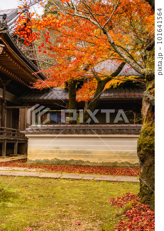 京都市西山の勝持寺の紅葉　瑠璃光殿のもみじ 101641564