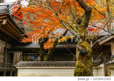 京都市西山の勝持寺の紅葉　瑠璃光殿のもみじ 101641565