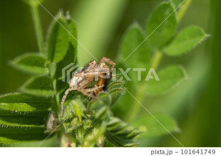 昆虫を捕食するヤミイロカニグモ（メス） 101641749