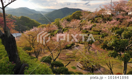 尾道千光寺公園の散りかけの桜1 尾道千光寺公園の散りかけの桜1 101641898