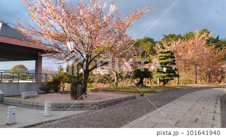 尾道千光寺山遊歩道の散りかけの桜3 101641940