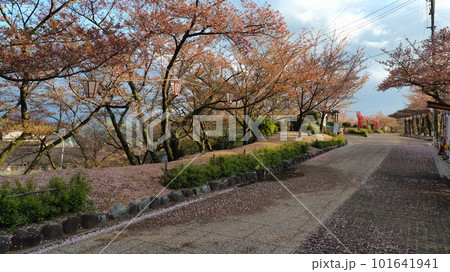 尾道千光寺山遊歩道の散りかけの桜4 尾道千光寺山遊歩道の散りかけの桜4 101641941