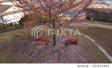 尾道千光寺山遊歩道の散りかけの桜5 101641942