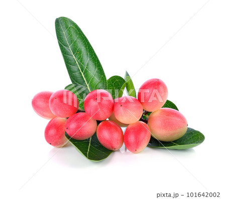 Carissa carandas Linn,Karanda, Carunda with leaves isolated on white background 101642002