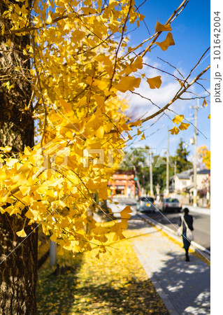京都市北山の今宮神社の紅葉　今宮門前通りの銀杏 101642004