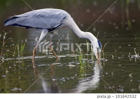 青鷺 heron / 捕食 predation 101642532