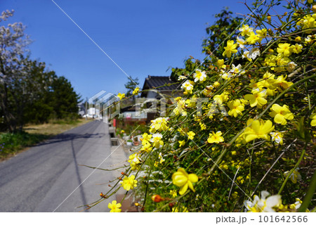 田舎道　海へ続く道　黄色い花　美しい景色　懐かしい景色　昭和　古い 101642566