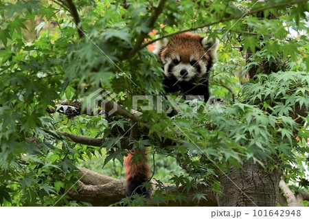 木の上からこちらを覗くレッサーパンダ 101642948