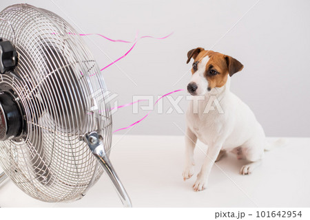 Jack russell terrier dog sits enjoying the cooling breeze from an electric fan on a white background. 101642954