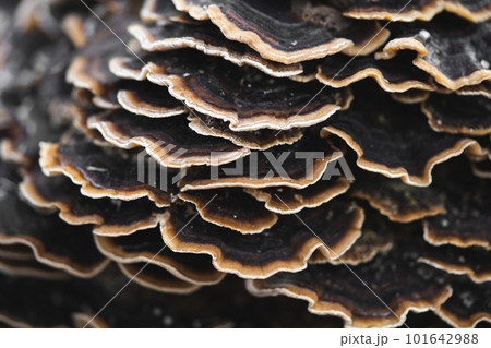 many mushroom parasites that grow on a tree or a stump Trametes versicolor many mushroom parasites that grow on a tree or a stump Trametes versicolor 101642988