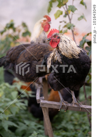 beautiful chickens and roosters outdoors in the yard. 101643049