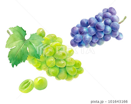 収穫したジューシーなシャインマスカット（白ブドウ）と巨峰（紫ブドウ）の水彩イラスト。 101643166