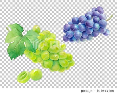収穫したジューシーなシャインマスカット（白ブドウ）と巨峰（紫ブドウ）の水彩イラスト。 101643166