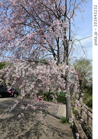 満開の桜が咲く公園 101643232