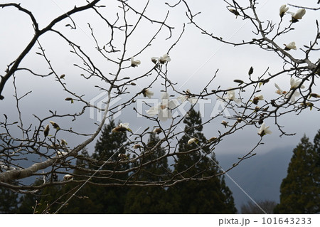 木に咲く白い花 木に咲く白い花 101643233