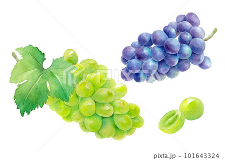 収穫したジューシーなシャインマスカット(白ブドウ)と巨峰(紫ブドウ)の水彩イラスト。ベクター。 収穫したジューシーなシャインマスカット(白ブドウ)と巨峰(紫ブドウ)の水彩イラスト。ベクター。 101643324