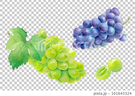 収穫したジューシーなシャインマスカット(白ブドウ)と巨峰(紫ブドウ)の水彩イラスト。ベクター。 収穫したジューシーなシャインマスカット(白ブドウ)と巨峰(紫ブドウ)の水彩イラスト。ベクター。 101643324