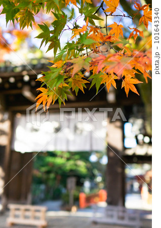 京都市北山の今宮神社の紅葉　東門のもみじ 101643340