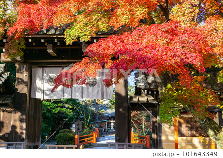 京都市北山の今宮神社の紅葉 東門のもみじ 京都市北山の今宮神社の紅葉 東門のもみじ 101643349