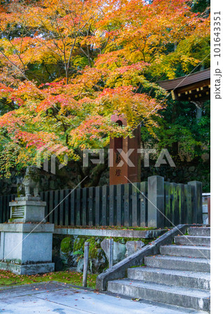 京都市北山の今宮神社の紅葉　織姫神社のもみじ 101643351