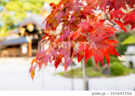 京都市北山の今宮神社の紅葉 本社のもみじ 京都市北山の今宮神社の紅葉 本社のもみじ 101643356