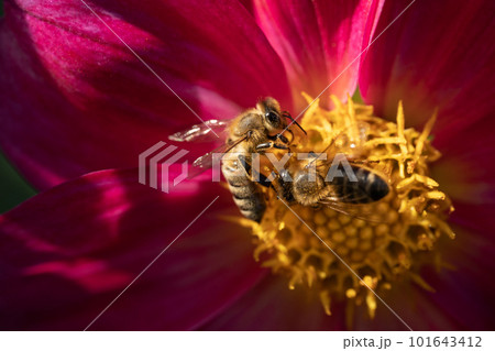 close-up of a bee pollinating a flower and making honey. 101643412