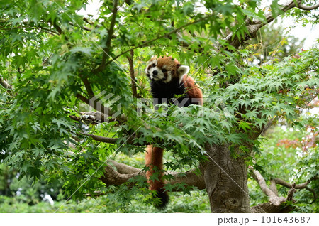 木の上でまったりするレッサーパンダ 木の上でまったりするレッサーパンダ 101643687
